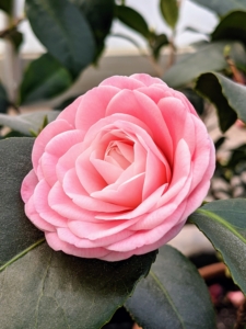 I have grown potted camellias for many years. The large lush flowers appear and bloom prodigiously for several weeks. Among those already in my collection - Camellia japonica 'Ave Maria.'