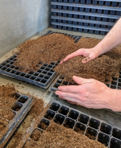 He fills several trays with a pre-made seed starting mix that contains the proper amounts of vermiculite, perlite, and peat moss.