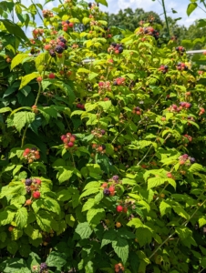 One raspberry plant can produce several hundred berries in a season. I cook with them and share them with family and friends.