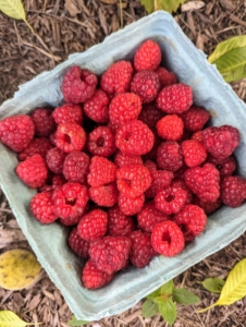 Here's a box of red raspberries freshly picked with a sweet, tangy, and slightly tart taste. Many berries are best eaten raw, but they can be used in a variety of ways - as ingredients in jams and jellies, pies and tarts, and delicious summer juices.