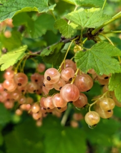 These are called champagne currants. These fruits are blushed with pink, but currants also come in dark purple, bright ruby red, and the white. Currants are still largely unknown here in the United States. They are well-loved in many other countries, and here in the US, they are slowly gaining popularity, especially because of the high antioxidant content. They are now more prevalent at local farms and home gardens.