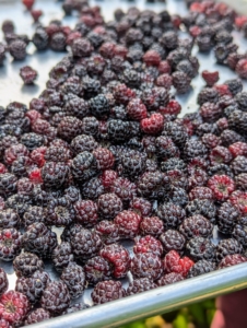 Fresh, homegrown berries are so delicious. I’ve been growing my own berries for years and am fortunate that all my bushes are so prolific. We harvest trays and boxes of berries every summer. These are black raspberries.