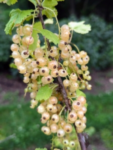 The currant bushes are also prolific. White currants are sweet and tart with floral undertones. Although the fruits are the primary source of food from the plant, the leaves, and tender, young shoots are also edible.