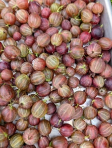 The color of gooseberries depends on the variety. It can range from red and purple to yellow and green.