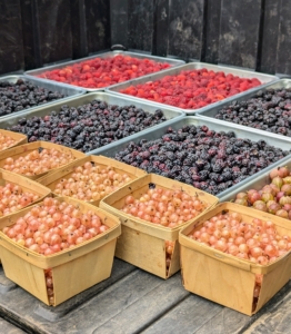 These fruits typically start ripening in late June into July. I check the bushes almost every day during these months for ready to pick berries.