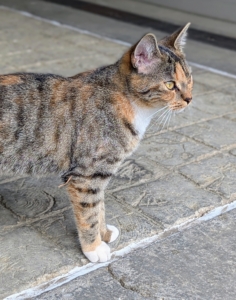 And this is my tabby, Mayo. Both girls arrived at my farm May 5th, Cinco de Mayo - hence their names.