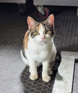 Calico cats have tricolor coats. The calico cat is commonly 25 to 75-percent white with large orange and black patches. And, calicos are almost exclusively female.