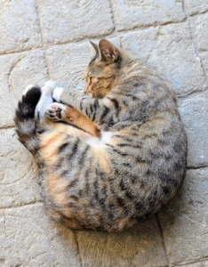 Mayo loves to roll on the cobblestone stable floor. Oftentimes she is just waiting for belly rubs - hard not to oblige.