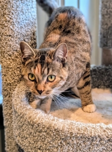 Look closely, Tabby cats have a distinctive coat pattern and an “M”-shaped marking on the forehead. The pattern can include stripes, dots, lines, flecks, bands, or swirls on the cat’s body, and the cat may also have stripes by its eyes and across its cheeks, back, legs, and tail.