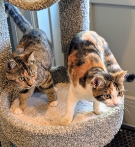 Here at my farm, these two critters are never far from each other. Born on March 15th, these feline sisters are almost a year old and thriving.