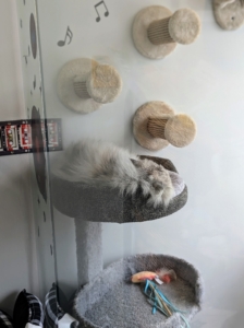 Here she is, known as Angel, resting comfortably in the basket of a cat tree - so calm and content.