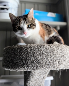 Here's Cinco on her cat tree - a favorite perch located next to the window.