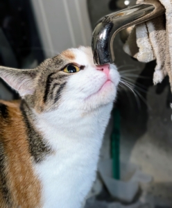 Cinco is always exploring. Here she is inspecting the faucet.