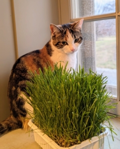 And here she is on the windowsill next to fresh wheatgrass I grow for them. While cats are obligate carnivores, sometimes they will eat wheatgrass. It aids digestion, helps with hairball management, and provides vitamins like A, C, and E.