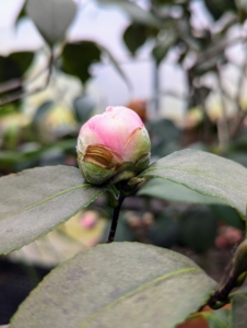 Buds start to form in mid-summer and then open from fall through early spring. The beautiful camellia flowers come in mainly white and shades of pink or red, and various combinations.