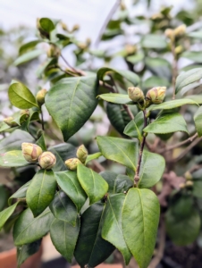 Just look at all the buds - we'll have dozens of camellia flowers very soon.