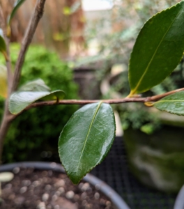 The leaves of a camellia are alternately arranged, simple, thick, serrated, and glossy.