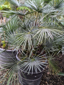 This is the European fan palm. This is a slow-growing, clumping palm that grows eight to 15 feet tall and spreads six to 10 feet wide. This is the only palm native to Europe and is very hardy. The fine-textured fronds make this palm stand out from other plants. The leaf color ranges from lovely light green to silver.