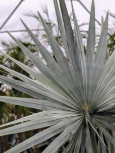 This is a Bismarckia palm, Bismarckia nobilis, which grows from a solitary trunk, gray to tan in color, and slightly bulging at the base. The nearly rounded leaves are enormous and are divided to a third its length into 20 or more stiff, once-folded segments.