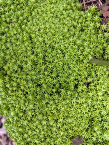 I often underplant various pots with small spreading ground cover plants. Carpet sedum is a low maintenance, sun-loving, evergreen succulent that will thrive where other plants do not. It is native to parts of eastern Asia, with its name coming from the Latin word sedeo, meaning to sit, and lineare meaning linear, because of the narrow leaves. Sedums are often referred to as stonecrops because they are often found growing wild in rocky or stony areas.