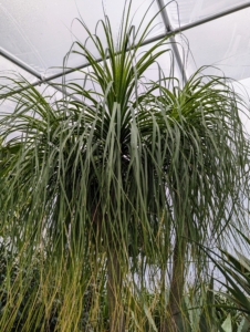 This is the top of a potted Beaucarnea recurvata, the elephant’s foot or ponytail palm – a species of plant in the family Asparagaceae, native to the states of Tamaulipas, Veracruz and San Luis Potosí in eastern Mexico. Despite its common name, it is not closely related to the true palms. In fact, it is a member of the Agave family and is actually a succulent.