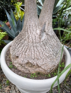 It has a bulbous trunk, which is used to store water for its long, hair-like leaves that grow from the top of the trunk like a ponytail, giving the plant its name.