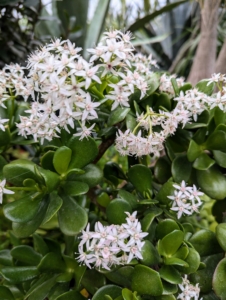 The jade plants are also flowering. I have always been a fan of jade plants, those evergreen succulents with attractive shiny, dark green, fleshy leaves. I have quite a few of these popular houseplants in my collection. Jade plants need to be at least four to five years old in order to produce flowers. Jade flowers are clusters of tiny, star-shaped, white or pinkish blooms.