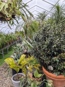 The plants inside are all arranged with enough space in between them, so they don’t touch each other. These plants grow a little more each year, so the placement of these specimens will change every time they are stored.