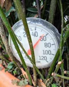 The houses are checked a couple times each day to make sure the temperature remains comfortably warm inside. Too cold, plants will freeze – too hot, plants will rot. To simulate the best subtropical environment, we try to keep the temperature in this house between 50 and 85-degrees Fahrenheit with some humidity.