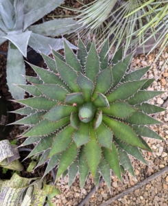 This is another agave - one of many in my collection. It’s always so satisfying to walk into these hoop houses and see all the plants thriving. I am glad all my precious plants can be stored safely indoors during the winter. And of course, I always look forward to when they can come out of hiding again in the spring.