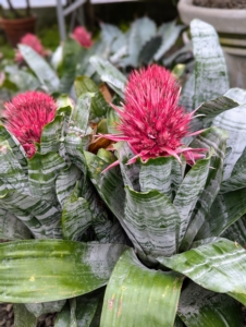 Most bromeliads grow as stemless rosettes of leaves that may be symmetrical or twisted and curled.