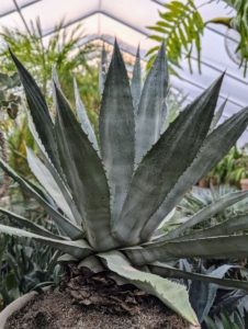 I have many agaves, including this giant blue agave with its beautiful gray-blue spiky fleshy leaves. Do you know… tequila is actually distilled from the sap of the blue agave?