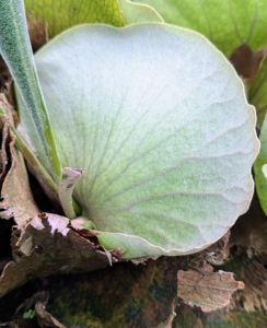 The second type of staghorn fern frond is called the shield frond. These are the round, hard plate-like leaves that surround the base of the plant. Their function is to protect the plant roots, and take up water and nutrients.