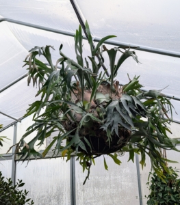 The staghorn fern is an unusual and attractive epiphyte that thrives in the tropics. I adore staghorns and over the years have collected quite a few of these magnificent specimens. Staghorn ferns are called Platyceriums. They are Old World tropicals native to Africa, northern Australia, and Southeast Asia.