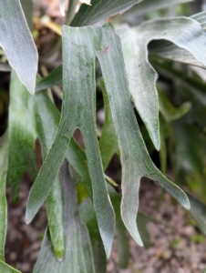 The staghorn fern leaves are actually called fronds, and staghorn ferns have two types. The first is the “antler” frond – these are the large leaves that shoot out of the center of the plant, and from which staghorn ferns get their names, since they resemble the antlers of deer or moose.