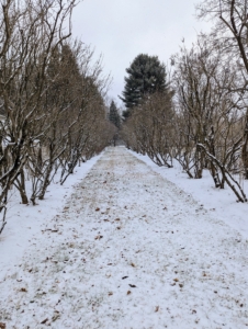 This is my allée of lilacs, which during early spring smells so sweet and fragrant covered with gorgeous lilacs in shades of white, pink, and purple.