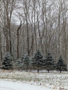 By late morning, many tree branches were already covered with a dusting of snow. The forecast called for "possible morning showers" but here at the farm, flurries fell most of the day.