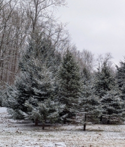 I am always so proud of the trees I've planted over the years. This area is where I planted more than 900 evergreen trees. I call it the Christmas Tree garden. They were all just inches tall when planted in 2009 - and look at them now.