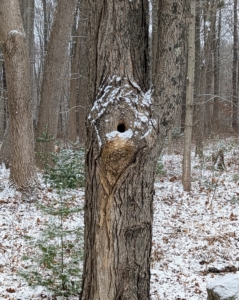 The snow was just enough to outline the hole in this tree. I wonder if there are any creatures keeping warm inside.