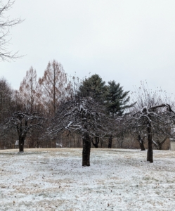 Do you recognize these trees? In late summer and fall, these trees are filled with apples. These are some of the fruit trees that are original to the farm. I kept them and they've continued to be quite prolific, producing excellent apples for cider.