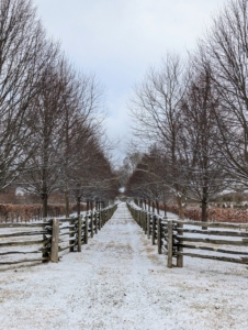 The large linden trees are part of an allée I planted several years ago. The linden tree, Tilia, is also referred to as basswood or lime, though it is not related at all to the lime fruit. They are straight stemmed trees with smooth bark. Many of you comment on the fencing. It is 100-year old white spruce fencing from Canada. I love how the snow collects on the fence rails.