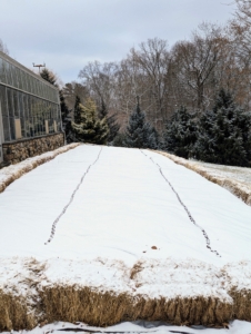 This is my winterized dahlia bed. In late fall, I have them all cut down, mulched and then covered with a layer of hay and tarps. The lines in the center are the heavy chains that keep the tarps in place.