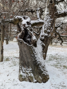 Fortunately it was not damaging snow – everything is intact. Today's weather is expected to be a mix of clouds and sun, but bitterly cold - highs only in the 20s. This is an old apple tree.