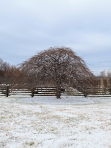 Here is one six of my rare weeping hornbeams. I prune these regularly to keep the beautiful shape.