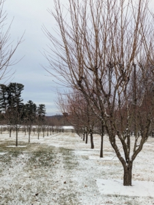 Here is a view looking through my fruit orchard not far from my pool. The snow was just enough to fill in the square tree pits.