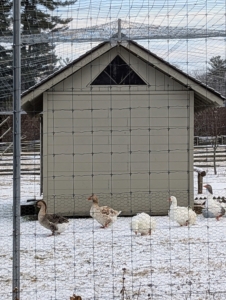 My geese don't mind this weather, but I do provide shelters to keep them out of the wind and bales of hay to help keep them warm. Most days, they walk around or rest in the middle of their enclosure. Here they are strolling around the peafowl coop - together.