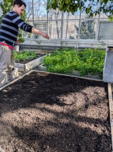 Ryan plants them by broadcasting. In agriculture, gardening, and forestry, broadcast seeding is a method of seeding by scattering over the area. Ryan has planted them in rows, but it's good to try different methods to see what works best.