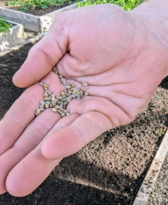 Spinach seeds are slightly flat and oval-shaped.