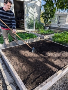 Once all the seeds are dropped, Ryan uses the back of the soft rake to cover all the seeds.