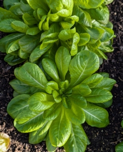 Lettuce always grows so well in this greenhouse. It’s a real treat to have lettuce like this all year long. I always grow lots of varieties of lettuce, so I can share them with my daughter and her children.